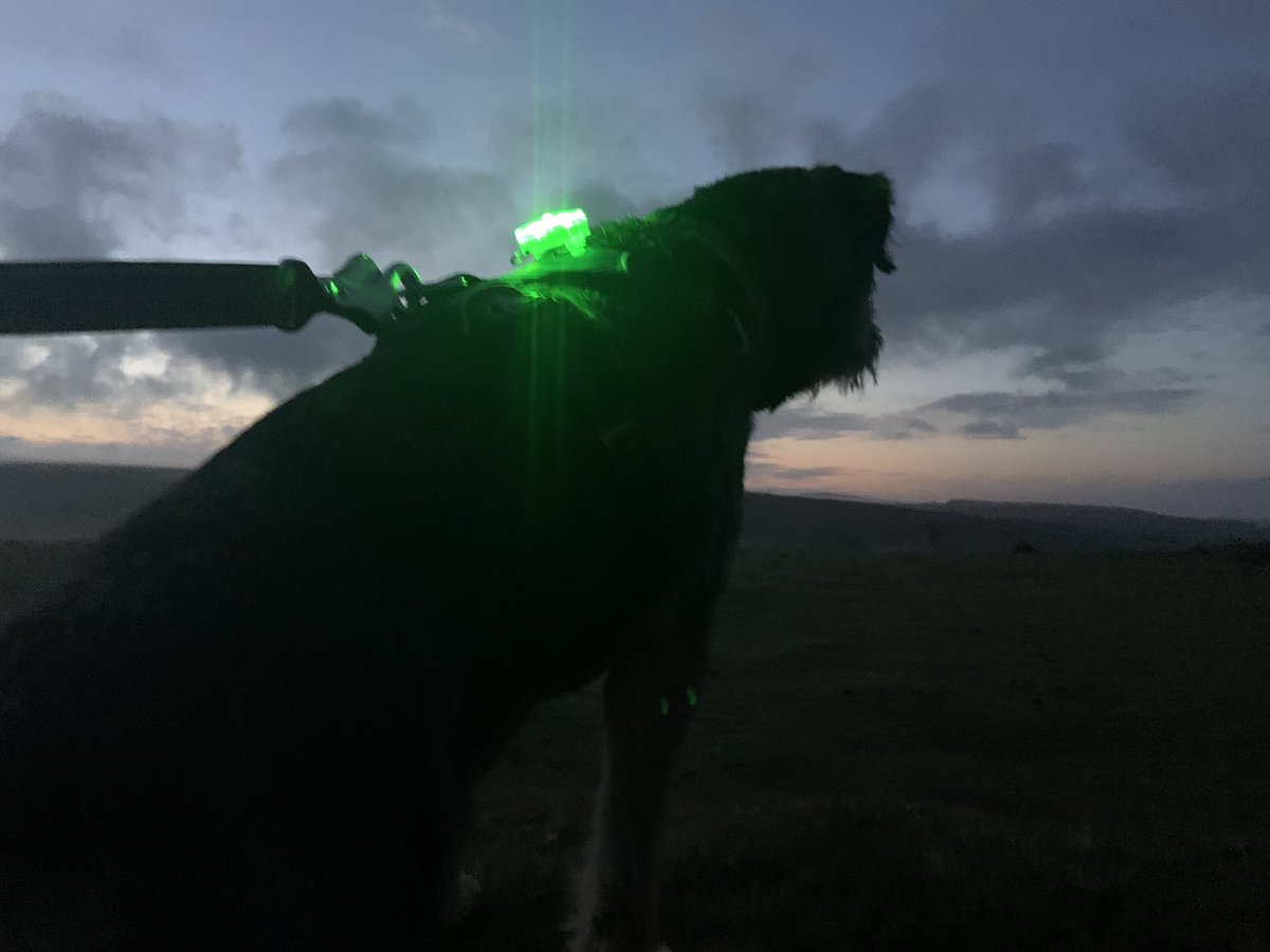 ScrappyN's tweet photo. We’re at #Dartmoor pals waiting for the sunrise and watching the galloping horses #ScrappyHolibobs #ScrappyNelson #frontrangeharness #ruffwear #dogsoftwitter #SaturdayMorning #sunrise #btposse #DuncanPickles #dogwalk https://t.co/ES0sbWisBO