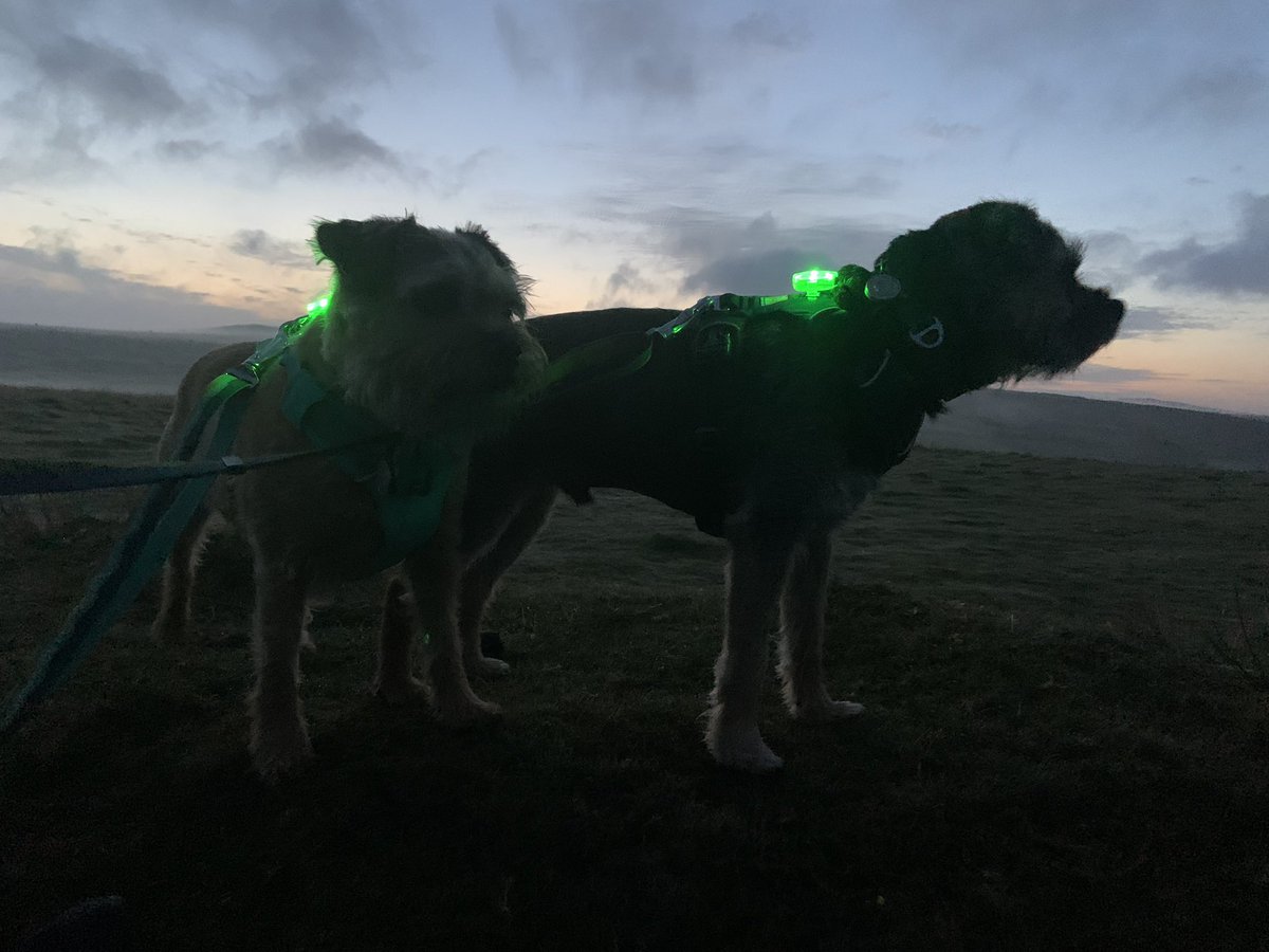ScrappyN's tweet photo. We’re at #Dartmoor pals waiting for the sunrise and watching the galloping horses #ScrappyHolibobs #ScrappyNelson #frontrangeharness #ruffwear #dogsoftwitter #SaturdayMorning #sunrise #btposse #DuncanPickles #dogwalk https://t.co/ES0sbWisBO