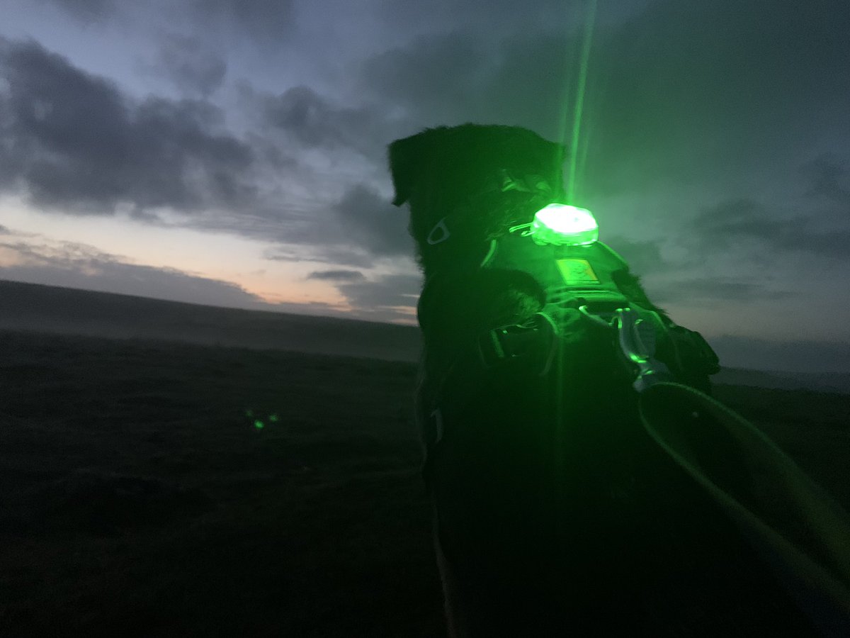 ScrappyN's tweet photo. We’re at #Dartmoor pals waiting for the sunrise and watching the galloping horses #ScrappyHolibobs #ScrappyNelson #frontrangeharness #ruffwear #dogsoftwitter #SaturdayMorning #sunrise #btposse #DuncanPickles #dogwalk https://t.co/ES0sbWisBO