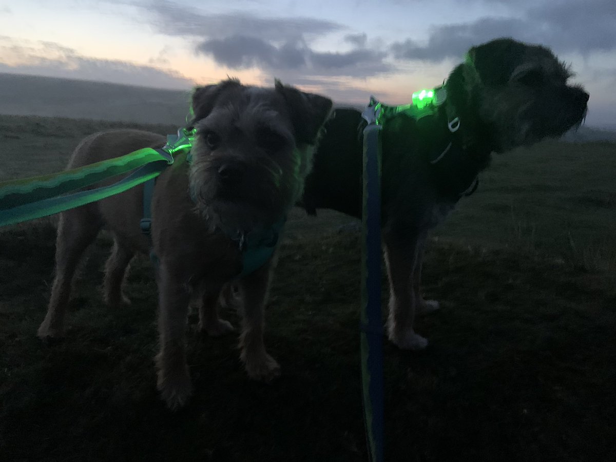 ScrappyN's tweet photo. We’re at #Dartmoor pals waiting for the sunrise and watching the galloping horses #ScrappyHolibobs #ScrappyNelson #frontrangeharness #ruffwear #dogsoftwitter #SaturdayMorning #sunrise #btposse #DuncanPickles #dogwalk https://t.co/ES0sbWisBO