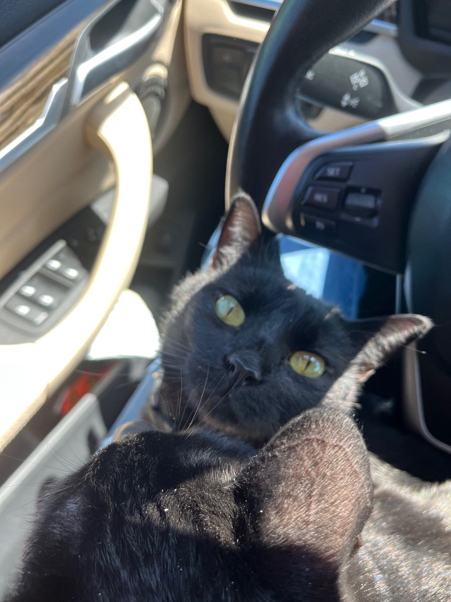 KittyAndIndia's tweet photo. Two Cats. One Car. #twocatsonebasket #blackcats #blackcatsmatter #catsoftwitter #cats #catsontwitter #meowlife #kittykitty #carcat #travelcat https://t.co/u6LLH9wCdK
