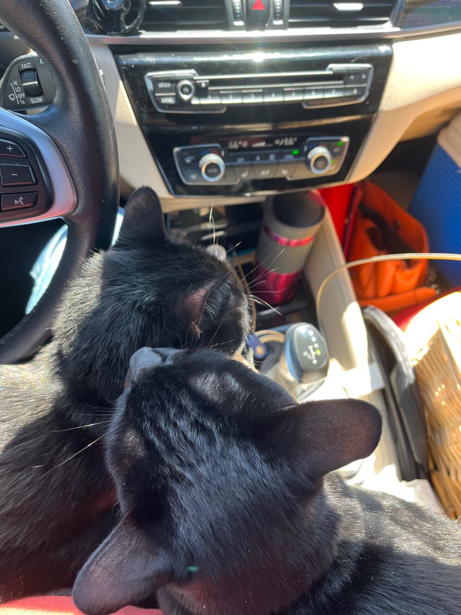 KittyAndIndia's tweet photo. Two Cats. One Car. #twocatsonebasket #blackcats #blackcatsmatter #catsoftwitter #cats #catsontwitter #meowlife #kittykitty #carcat #travelcat https://t.co/u6LLH9wCdK