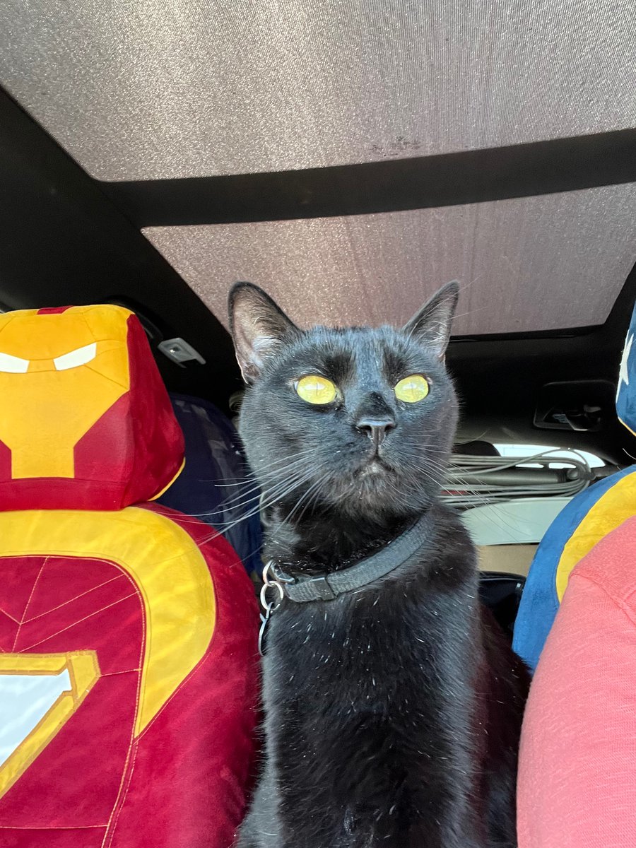 KittyAndIndia's tweet photo. Two Cats. One Car. #twocatsonebasket #blackcats #blackcatsmatter #catsoftwitter #cats #catsontwitter #meowlife #kittykitty #carcat #travelcat https://t.co/u6LLH9wCdK