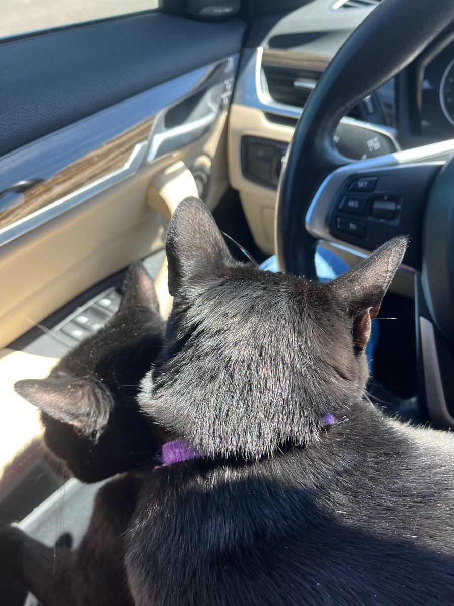 KittyAndIndia's tweet photo. Two Cats. One Car. #twocatsonebasket #blackcats #blackcatsmatter #catsoftwitter #cats #catsontwitter #meowlife #kittykitty #carcat #travelcat https://t.co/u6LLH9wCdK