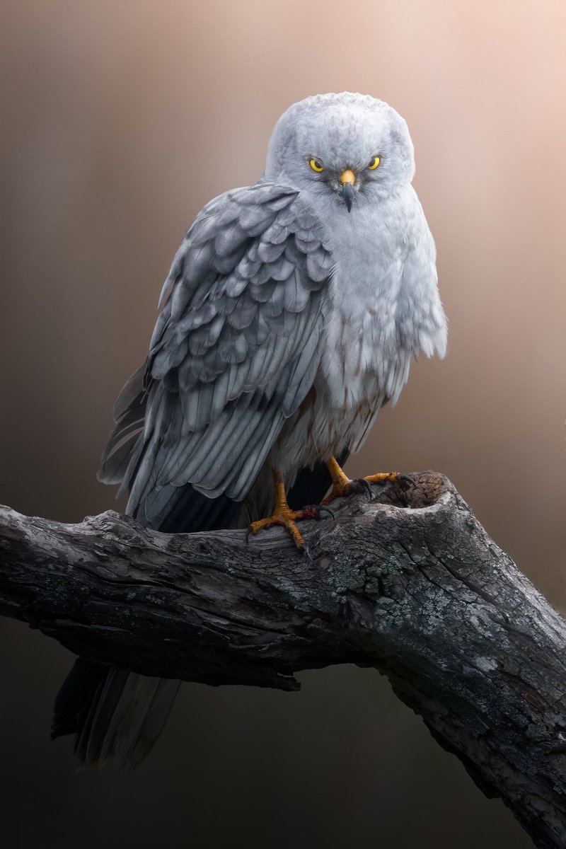 GM wildlife photographers 🦅