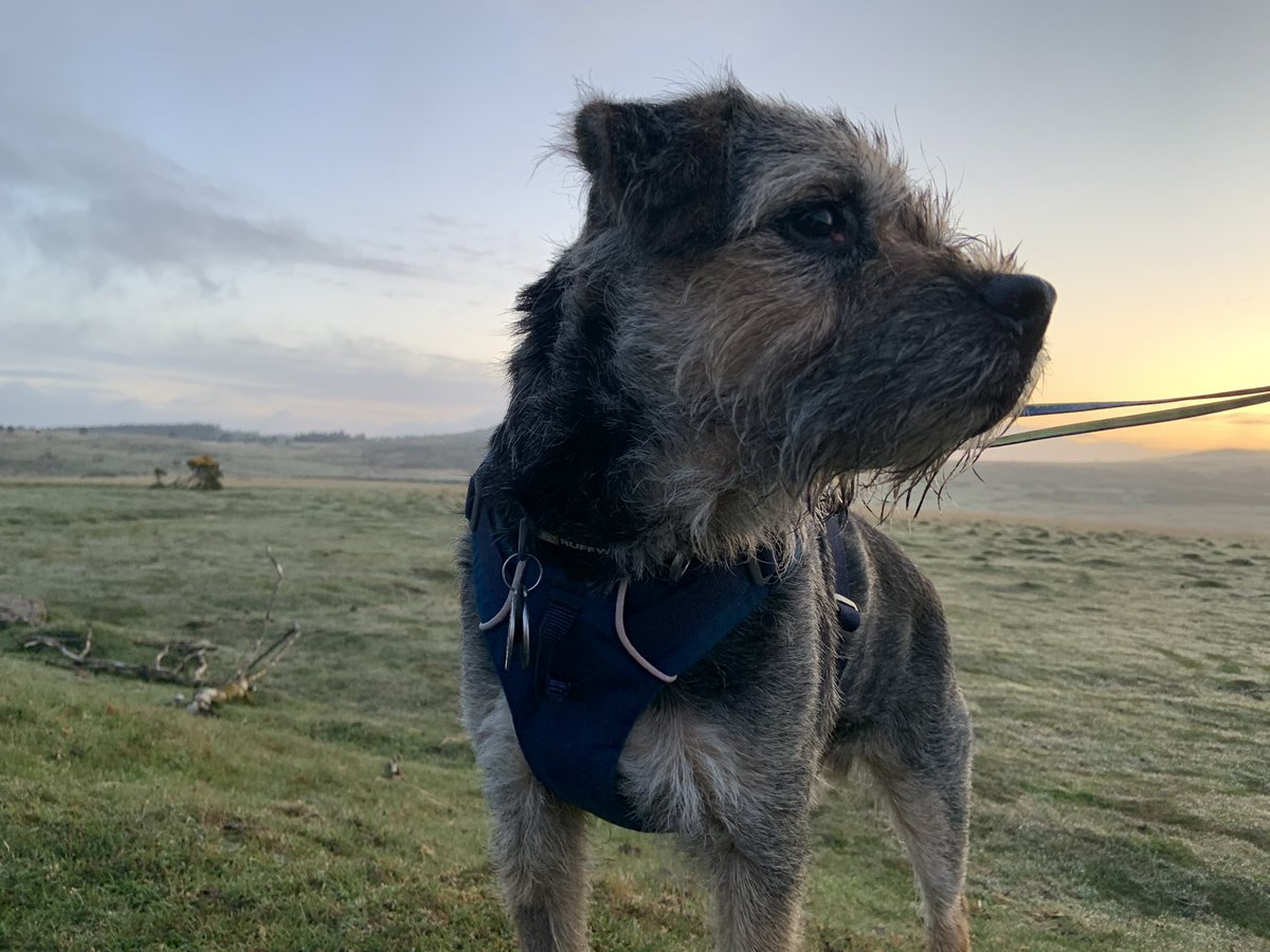 ScrappyN's tweet photo. Sunrise on #Dartmoor probably worth the early start then yes. Hope this means 2 breakfasts *nods* #ScrappyHolibobs #ScrappyNelson #dogsoftwitter #btposse #ruffwear #mydogismy #frontrangeharness #SaturdayMorning #sunrise https://t.co/snArr4mY9O