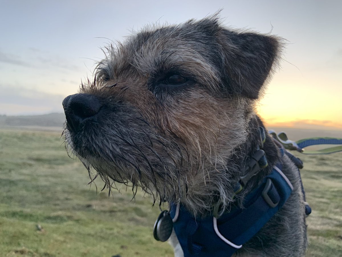 ScrappyN's tweet photo. Sunrise on #Dartmoor probably worth the early start then yes. Hope this means 2 breakfasts *nods* #ScrappyHolibobs #ScrappyNelson #dogsoftwitter #btposse #ruffwear #mydogismy #frontrangeharness #SaturdayMorning #sunrise https://t.co/snArr4mY9O