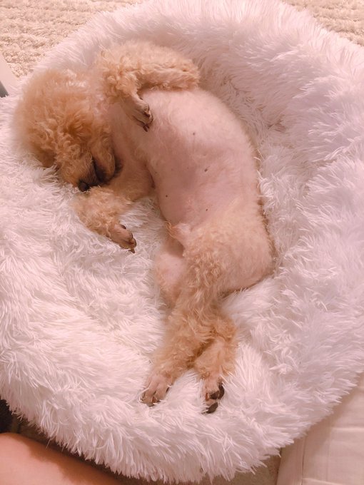 今日は愛犬の日なんだって🐶 #愛犬の日 https://t.co/WTwnkvcvrz<a href="/tag/%E6%84%9B%E7%8A%AC%E3%81%AE%E6%97%A5"class="tags">#愛犬の日</a>