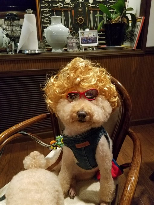 今日は愛犬の日なんだって🐶 #愛犬の日 https://t.co/WTwnkvcvrz<a href="/tag/%E6%84%9B%E7%8A%AC%E3%81%AE%E6%97%A5"class="tags">#愛犬の日</a>