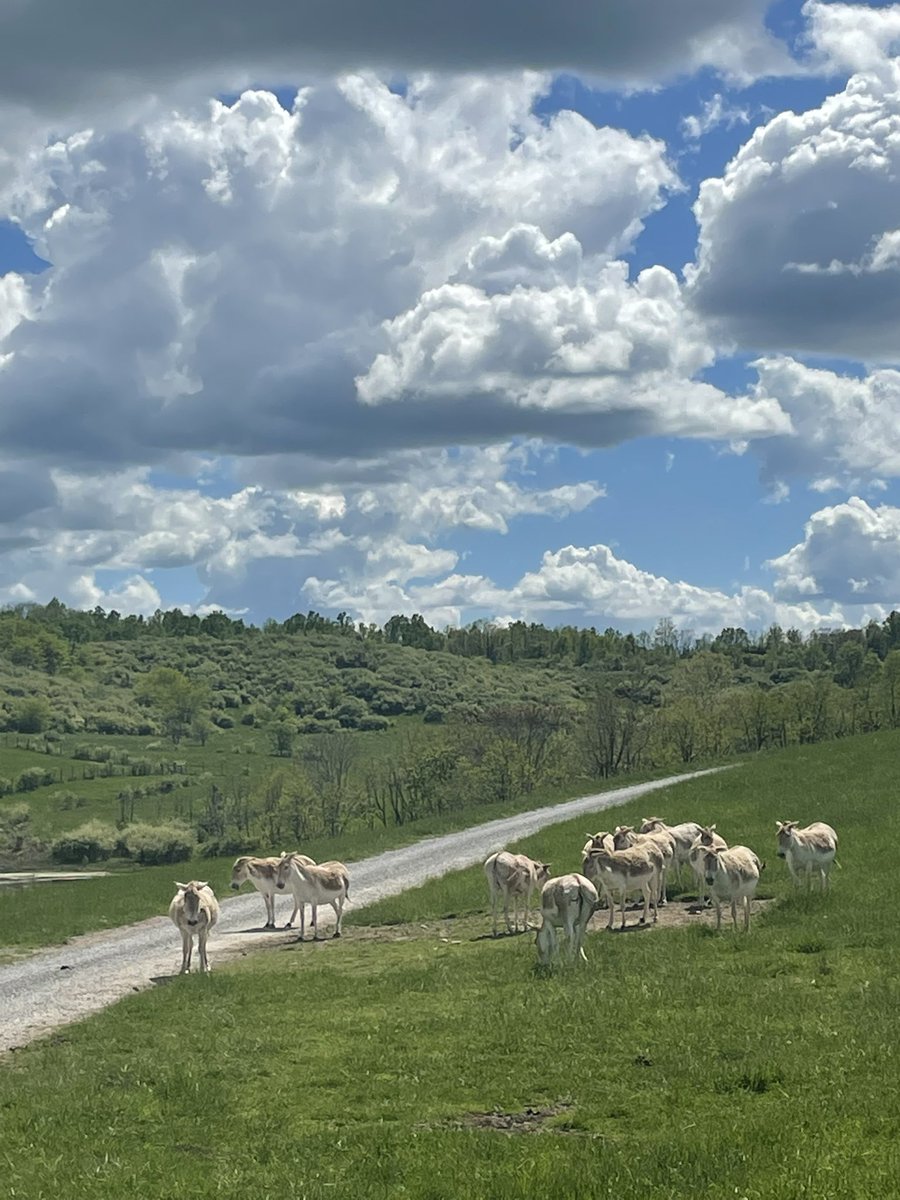 KmetzJanelle's tweet photo. I had no clue there was African safari park in what feels like the middle of nowhere Ohio until I went there and it was really lovely and was interesting to learn about the story of how that land came to be. @ The Wilds :) https://t.co/CjTXj1QrNi