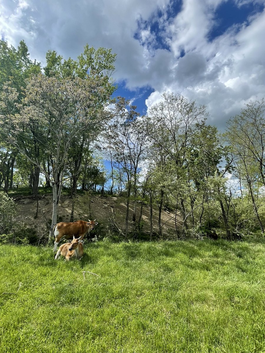 KmetzJanelle's tweet photo. I had no clue there was African safari park in what feels like the middle of nowhere Ohio until I went there and it was really lovely and was interesting to learn about the story of how that land came to be. @ The Wilds :) https://t.co/CjTXj1QrNi