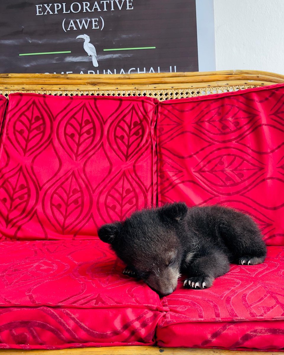 AWExplorative's tweet photo. She (Siang) took our hearts away! Siang was rescued from captivity and handed over to Bear Rescue and Rehabilitation Centre, Seijosa, Arunachal Pradesh. 
She has now found her new home, where she actually belongs to.

Team AWE

#arunachalwildlifeexplorative #savewildlife https://t.co/3woYaSPioC