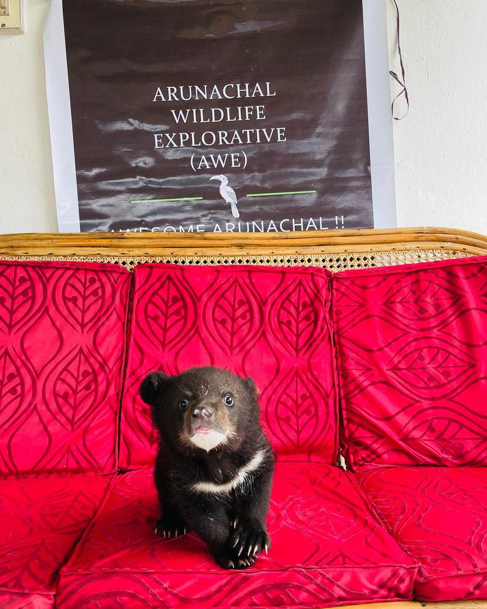 AWExplorative's tweet photo. She (Siang) took our hearts away! Siang was rescued from captivity and handed over to Bear Rescue and Rehabilitation Centre, Seijosa, Arunachal Pradesh. 
She has now found her new home, where she actually belongs to.

Team AWE

#arunachalwildlifeexplorative #savewildlife https://t.co/3woYaSPioC