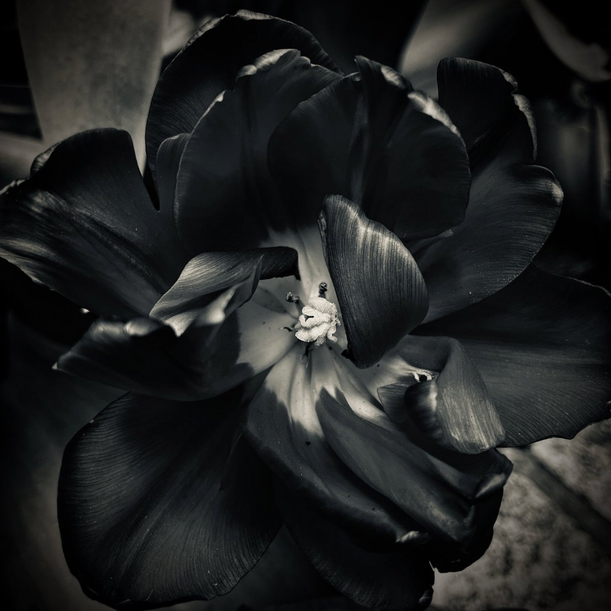 AgnesBMiles's tweet photo. “To see in color is a delight for the eye but to see in black and white is a delight for the soul…”
– Andri Cauldwell
#blackandwhitephotography #Flowers #FlowerFriday #beauty #inspirational https://t.co/IgLQawMa7S