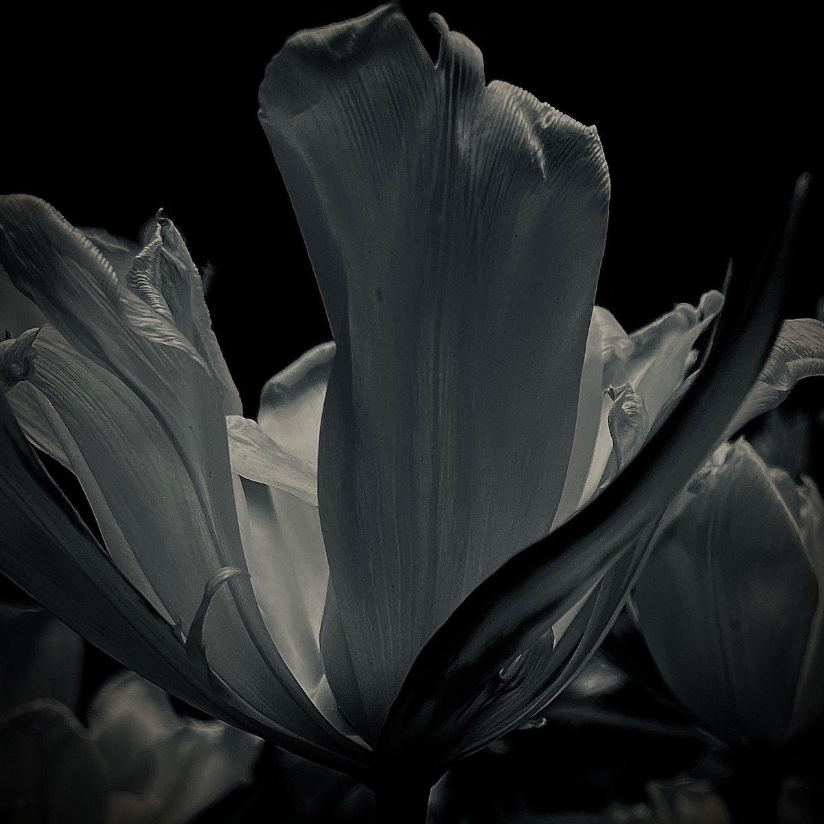 AgnesBMiles's tweet photo. “To see in color is a delight for the eye but to see in black and white is a delight for the soul…”
– Andri Cauldwell
#blackandwhitephotography #Flowers #FlowerFriday #beauty #inspirational https://t.co/IgLQawMa7S