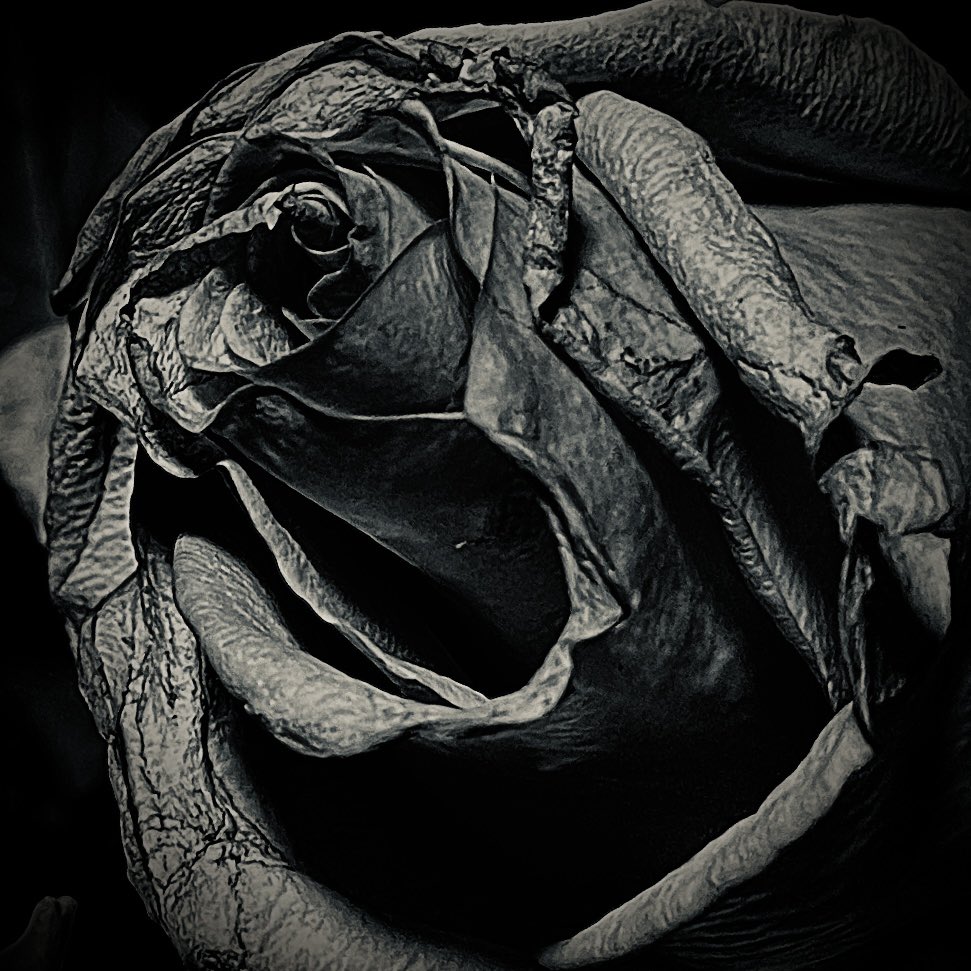 AgnesBMiles's tweet photo. “To see in color is a delight for the eye but to see in black and white is a delight for the soul…”
– Andri Cauldwell
#blackandwhitephotography #Flowers #FlowerFriday #beauty #inspirational https://t.co/IgLQawMa7S