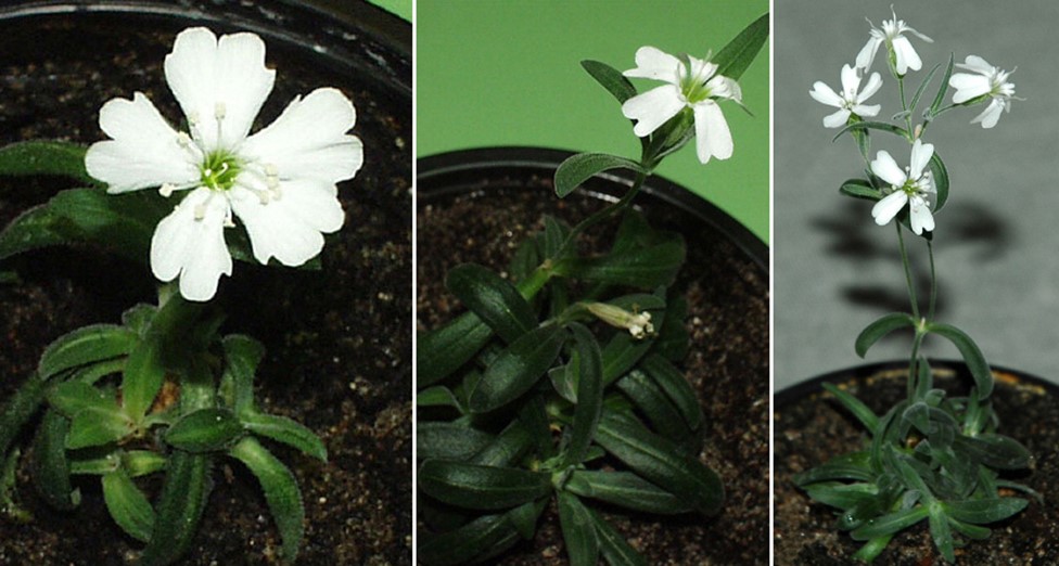 Stone age flowers ~ these plants (Silene stenophylla) were successfully generated from 30,000-year-old seeds &amp; fruit material that had been stored by ancient squirrels in their burrows, preserved in the Siberian permafrost
pnas.org/content/109/10…