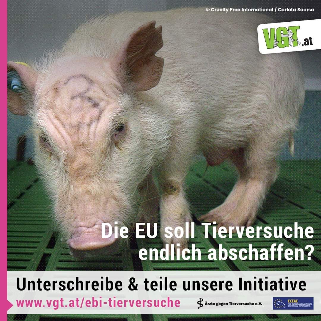 vgt_at's tweet photo. Mit 1 Mio. Unterschriften können wir die Beendigung von #Tierversuchen zur Aufgabe der EU machen! Bitte unterschreibe &amp; teile die Bürger:innen-Initiative: 
https://t.co/IAQO4lB9GW
@KeinTierversuch
#EndAnimalTesting  #SignToSupport  #takeaction  #UseScienceNotAnimals !B https://t.co/OZTpbpXVqV