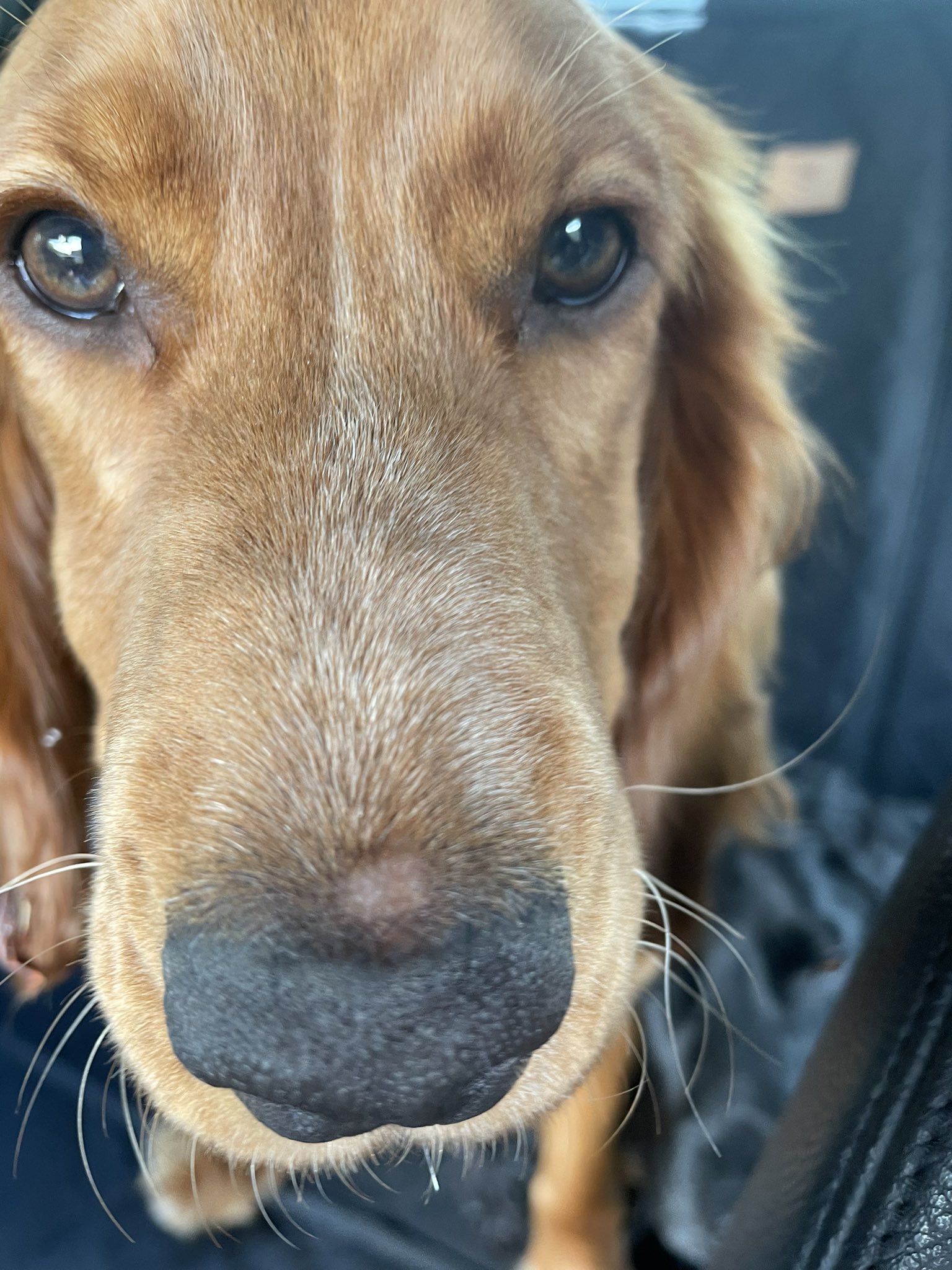 Will A Cut On A Dogs Nose Scar