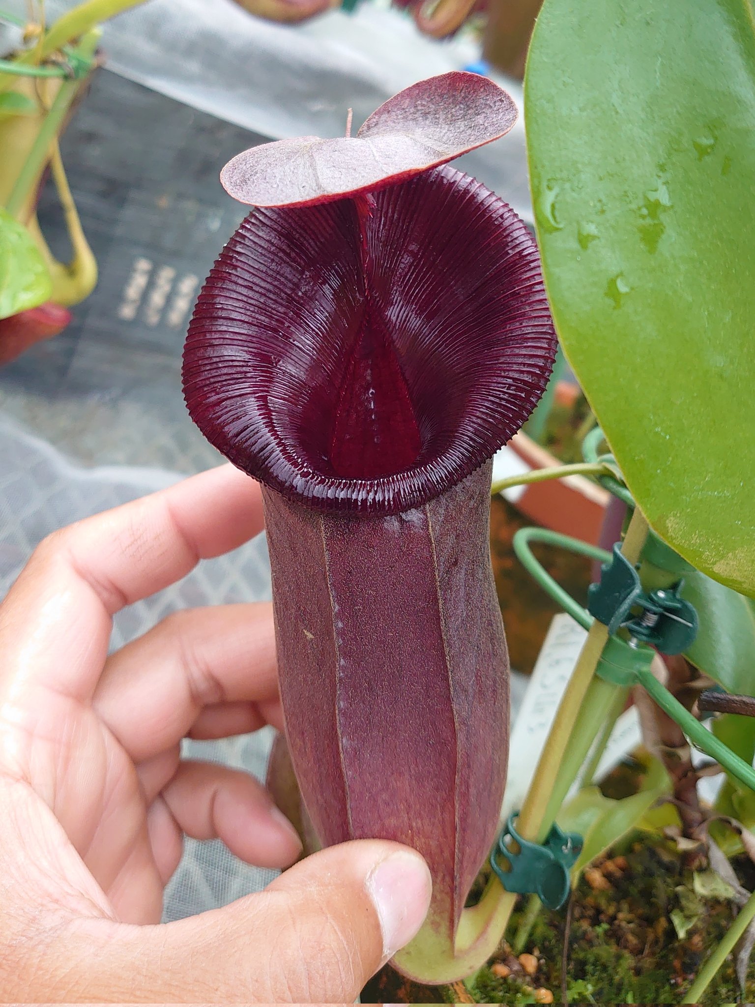 食虫植物 x 食虫植物 Nepenthes xtrusmadiensis hiros-pp様 選抜株