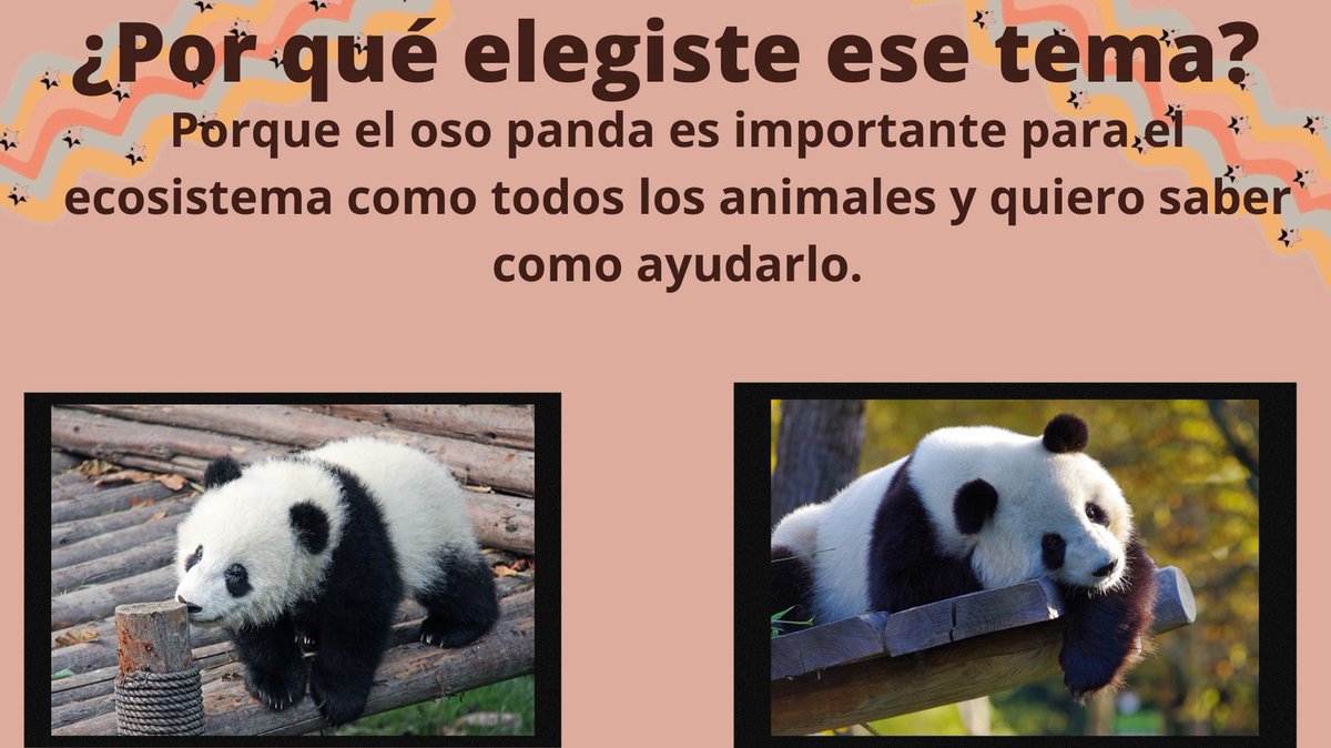 Savethepandas26's tweet image. El oso panda y su peligro de extinción: