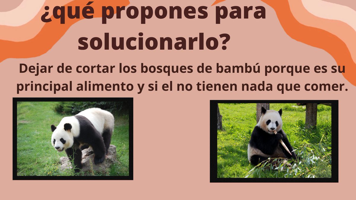 Savethepandas26's tweet image. El oso panda y su peligro de extinción: