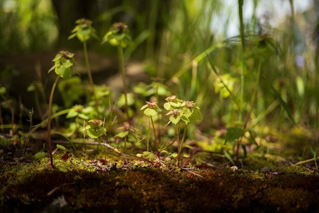 stirwise's tweet photo. Smurf-tacular
.
.
#undergrowth #nature #naturephotography #gardensofinstagram #dailygreens #pacificnorthwest #duwamishterritory #🌱 #leicam #leicam10 #konica #mhexanon https://t.co/QywkM53sWv