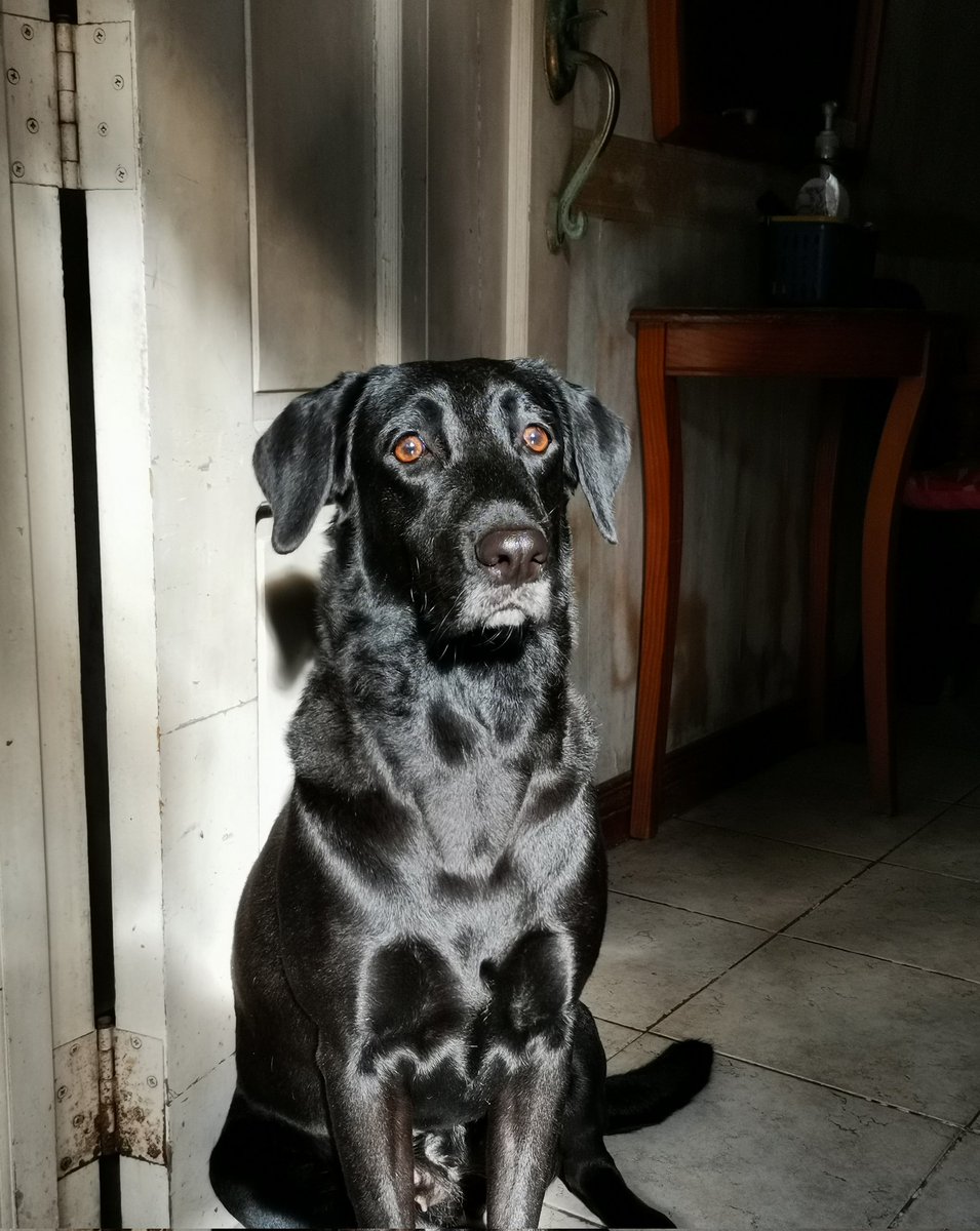 Karl_der_super's tweet photo. @chibidoki Her name is Shade, a shiny doggo. https://t.co/q3C23C3SFZ