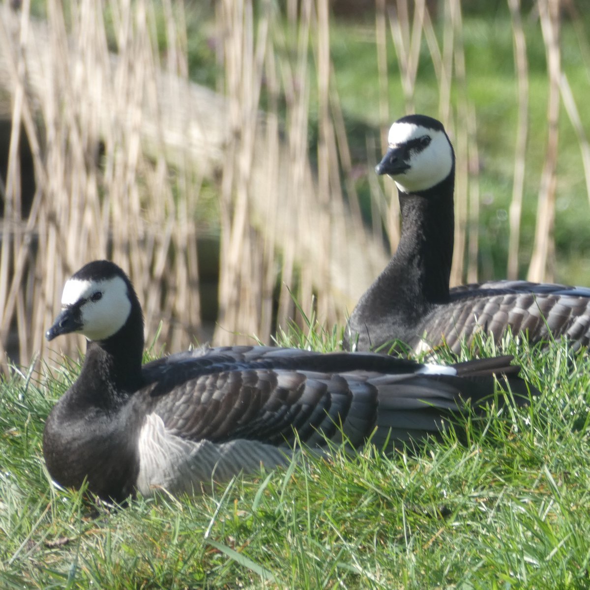 _africaalive's tweet photo. Today we are celebrating #WMBD2022. Why not visit our 5 acres of wetlands to see some migratory birds? Our Conservation Education Team has spotted some Barnacle Geese settling in, who else will you discover? #NativeNature #Geese https://t.co/L7R7eeE0BL