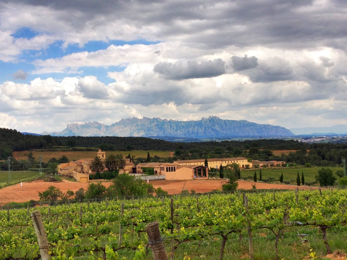 corpinnatSW's tweet photo. El territorio #Corpinnat es la cuna de los grandes #vinos #espumosos que se elaboran en el #Penedès, la principal región vitivinícola catalana donde a finales del siglo XIX se inició la elaboración de estos vinos siguiendo el método tradicional.
#winelover #calidad #territorio https://t.co/a5QFT8epxg