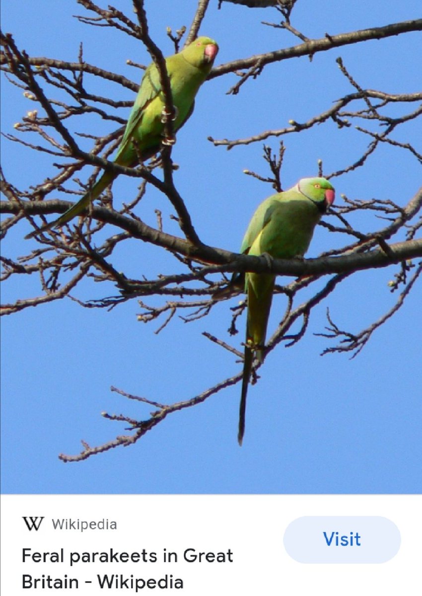 Vics_Echidna's tweet photo. Finally!!! We have spotted Ring-necked #Parrakeets in @bushyparkrun π¦ flapping about and squalking, big gangs at dusk by the river too π v happy (photo wiki) And..... #loveparkrun @parkrunUK pilgrimage today w. nephews & @VeganRunnersUK πββοΈπ½ ππ€ https://t.co/oTqAvX7n7f