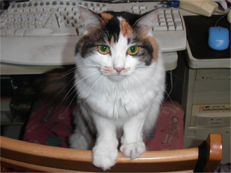Gay Cats tweet media