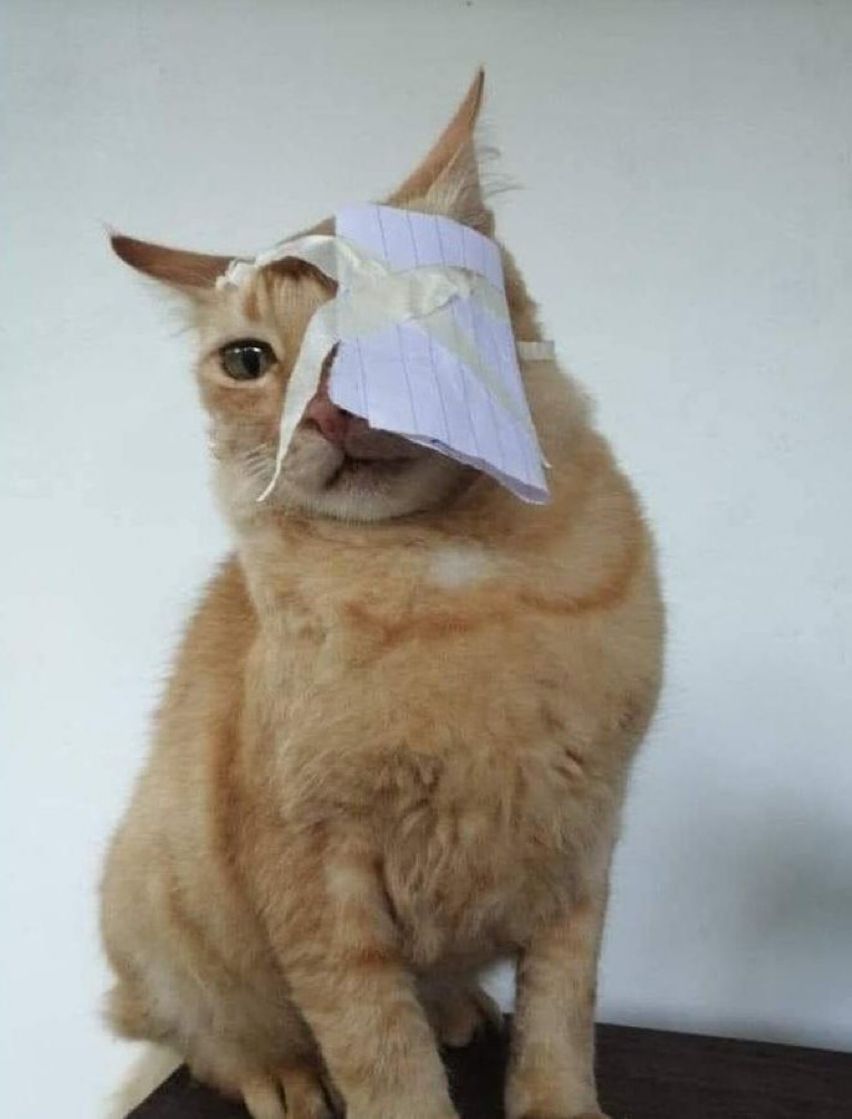 PetsAgainstgota's tweet photo. We don't approve violence, especially against animals.
#GoHomeRajapaksas #PetsAgainstGota https://t.co/ihHDJjO47U