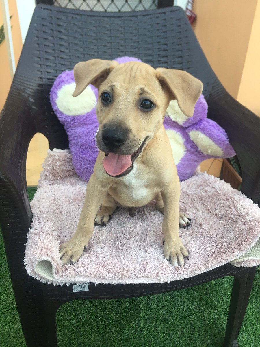 shiaseeds's tweet photo. Hello stan twt help me spread po. Rt &amp; likes are much appreciated!

Anyone want to adopt our puppies. We can’t maintain to take care of them anymore (financially)
Deworming and 5 in 1 vaccines are updated po.

Hopefully here in Mabalacat, Angeles and Clark Pampanga area po.(1/2) https://t.co/RGXBgpel0k