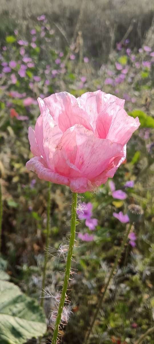 14 de mayo, Amapola rosa para ellas