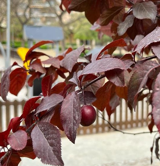 Prunus cerasifera varietat  'Atropurpurea'. Prunera de jardí o de fulla vermella. De la família de les rosàcies. El fruit es coneix com mirabolà.@SHNB_BSHNB <a href="/ajuntpalma/">Ajuntament de Palma</a> <a href="/PlantMedUIB/">PlantMed UIB</a>