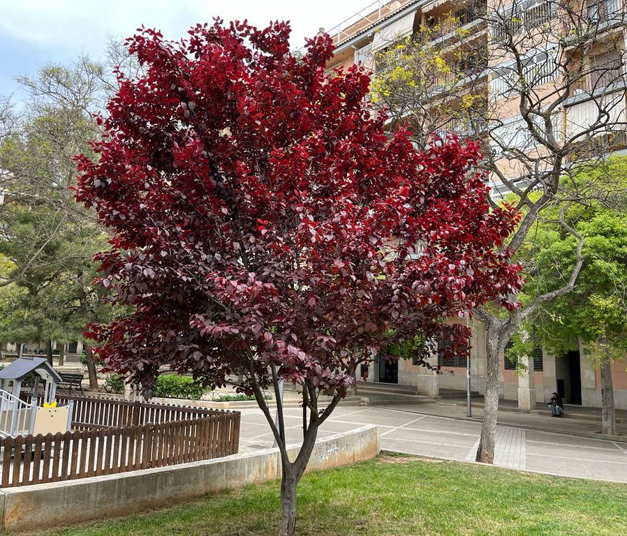 ArbresDe's tweet photo. Prunus cerasifera varietat  'Atropurpurea'. Prunera de jardí o de fulla vermella. De la família de les rosàcies. El fruit es coneix com mirabolà.@SHNB_BSHNB @ajuntpalma @PlantMedUIB https://t.co/dFHvRrxqL4