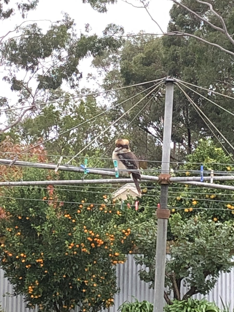 mareetimms's tweet photo. Getting ready for Monday’s @DTAC_Wangaratta girls in engineering session - watching @SmarterwHarter videos … seems like I was not the only one learning! How Aussie is this for you Lauren - kookaburra on the clothesline! #VEXworkcell https://t.co/MNePEXwEoR