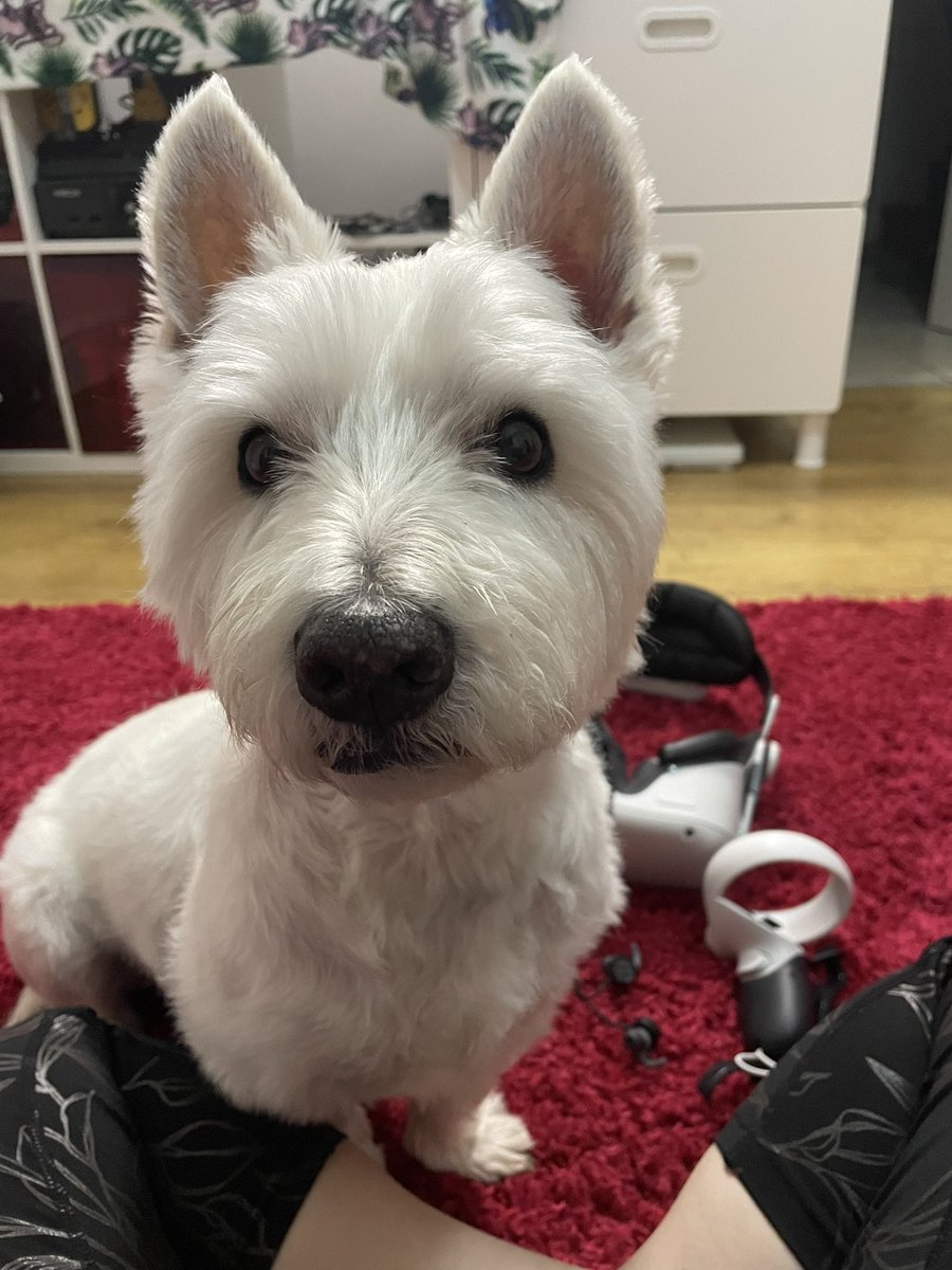 Mum, please stop playing this thing!! #vrfit #vr #oculusquest2 #kero #cute #westie