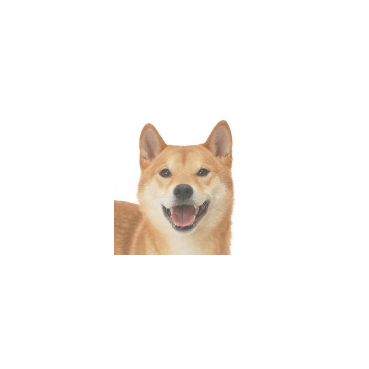 conquestxbb's tweet photo. @everyone vote shibacoin https://t.co/GqOYN4H5wq https://t.co/pPgrQdw9Ty