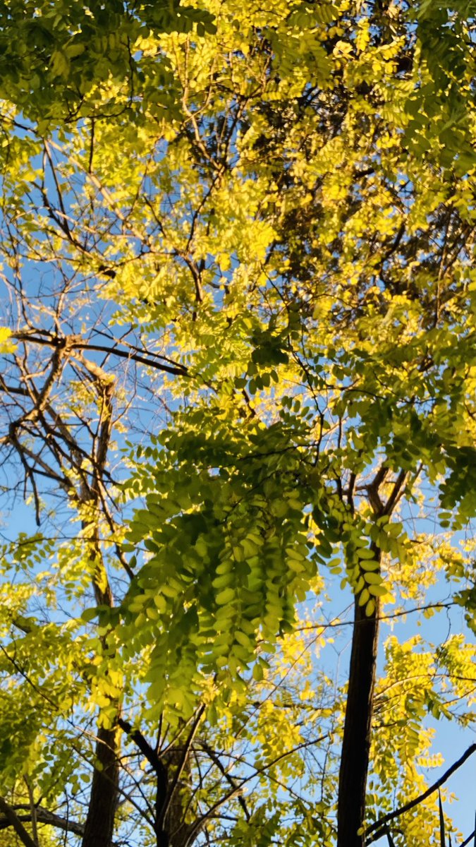 ProfAstellBurt's tweet image. #treerific day to be outdoors in #nature🌳🙂👍