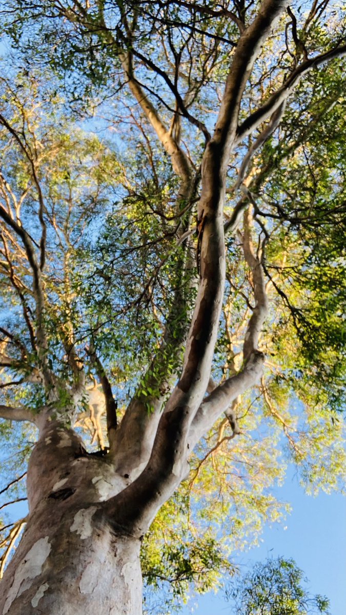 ProfAstellBurt's tweet image. #treerific day to be outdoors in #nature🌳🙂👍