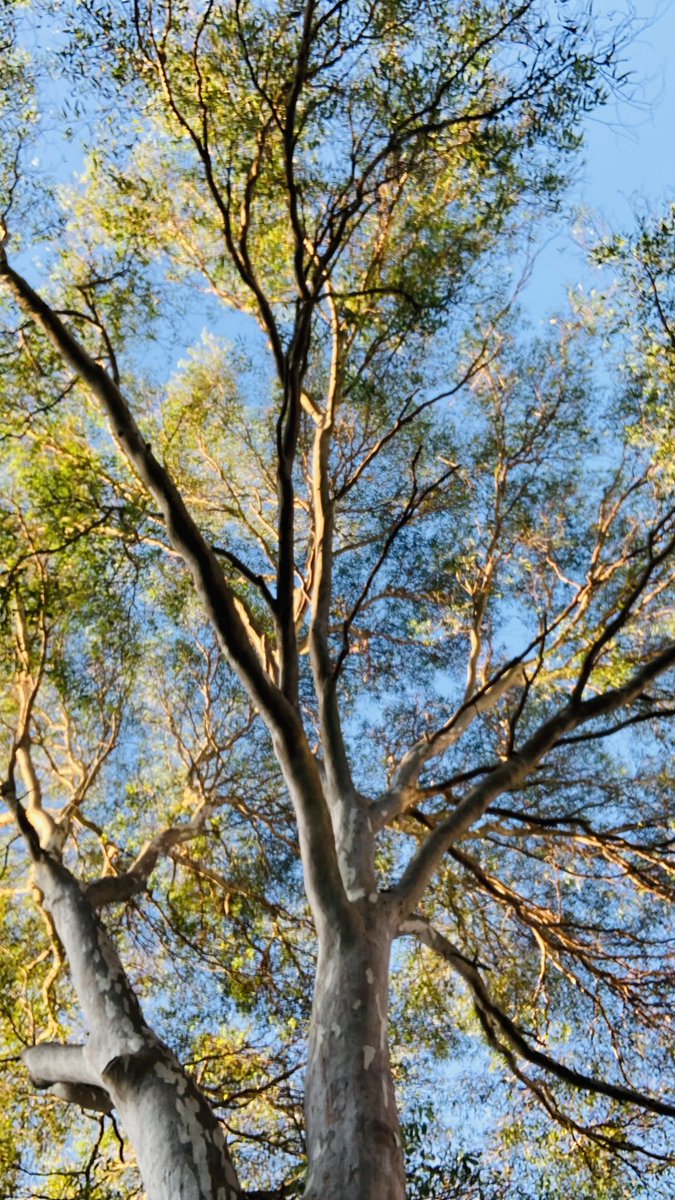 ProfAstellBurt's tweet image. #treerific day to be outdoors in #nature🌳🙂👍