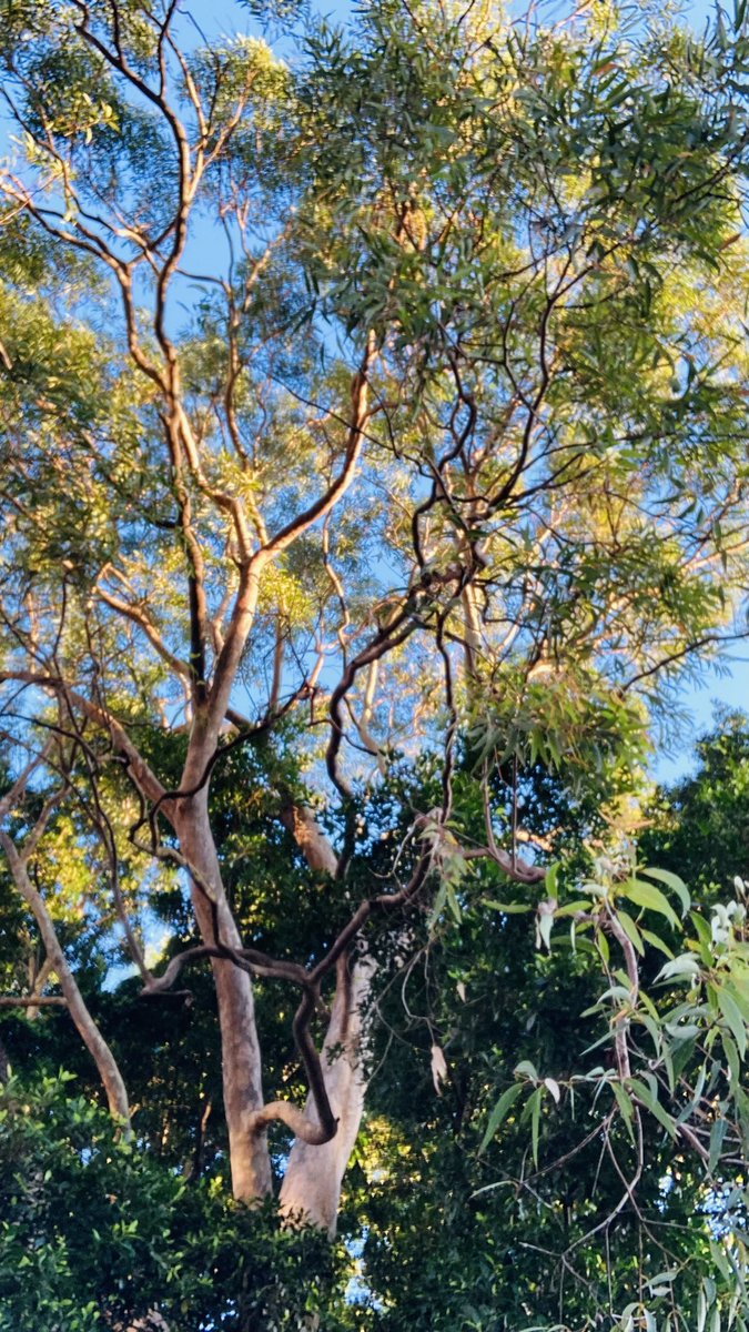 ProfAstellBurt's tweet image. #treerific day to be outdoors in #nature🌳🙂👍