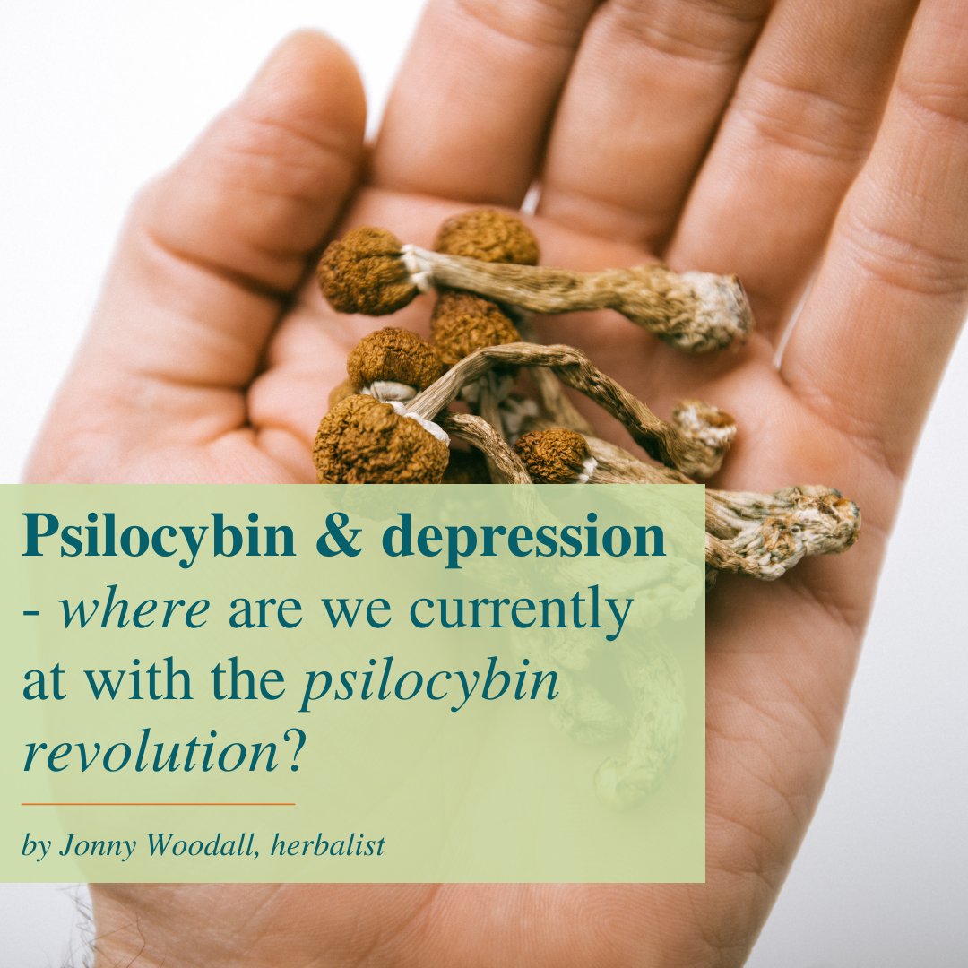 #Psilocybin is a naturally occurring tryptamine alkaloid discovered within the hundred plus species of psychedelic mushrooms and the focus of much research to treat MDD.
👉 Herbalist Jonny Woodhall  brings us an update on the current psilocybin revolution. l8r.it/q4Yw