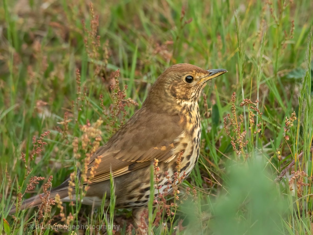 greenroofsuk's tweet photo. Song thrush in the sorrel #vanburghpits #blackheath #greenwich this morning #londonbirds @joe_beale @rudraksh9 @GreenbyName1 @wobblygreen @LondonBirdClub https://t.co/3SxHZKsqzO