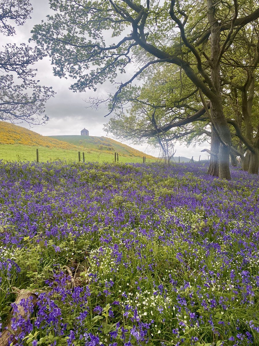 Wishing you a wonderful weekend from Bluebell Woods, North Yorkshire 😊