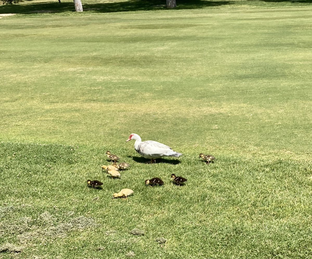 StathisPeteves's tweet photo. 🏌️♂️⛳️ is never boring 🤩 #RealClubdeGolf https://t.co/w7ac2sN0Wr