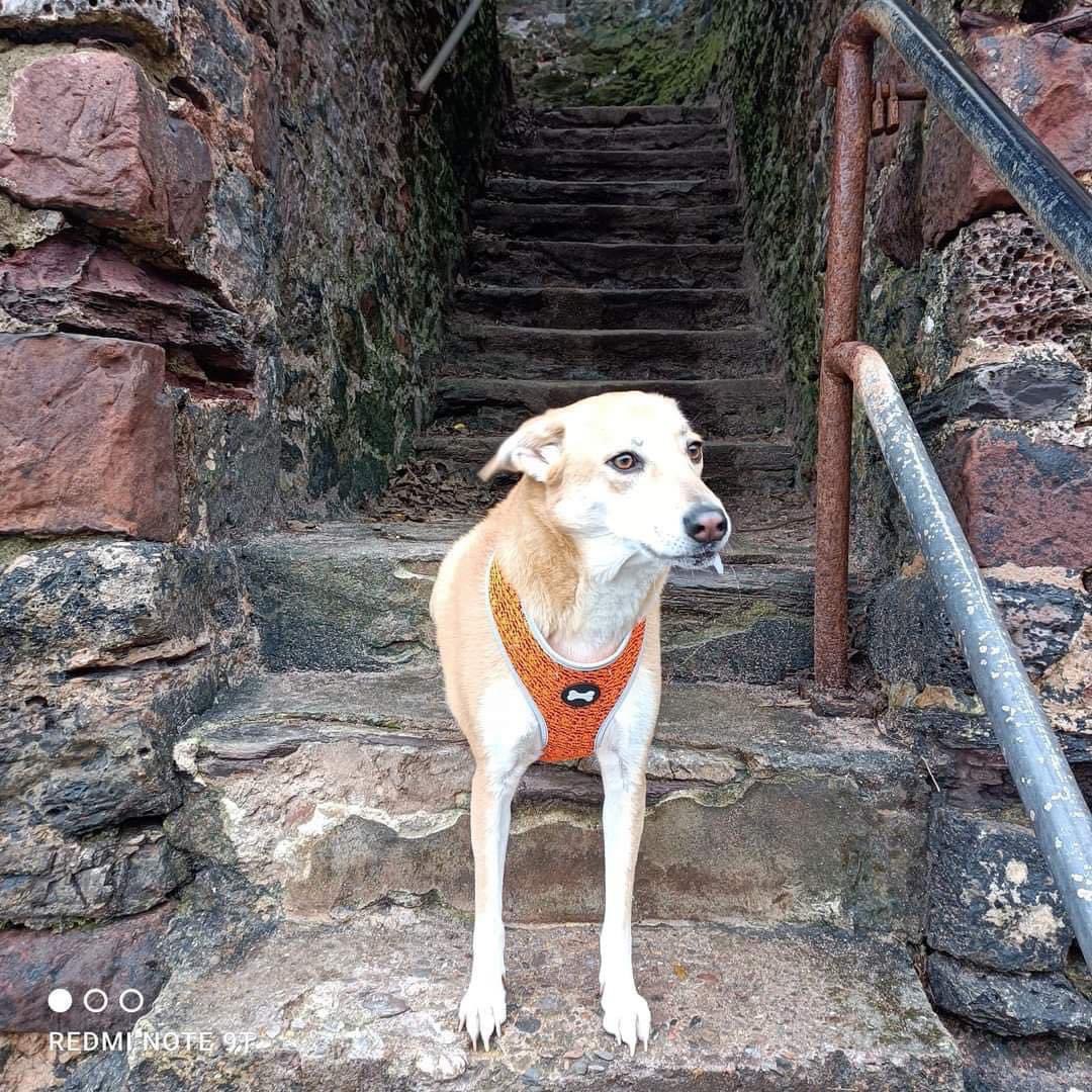 colliesontherun's tweet photo. HELP I'm Lost and mum is in Spain....I've been galavanting on #trainlines between #Paignton &amp; #Torquay &amp; stopped the trains.. was last spotted jumping into someone's garden on Mariner Drive 12.5.22

https://t.co/TXk2CnL4Yw

KARMA Foreign rescue / super nervous / quite verbal https://t.co/nEVBh5IHJ9