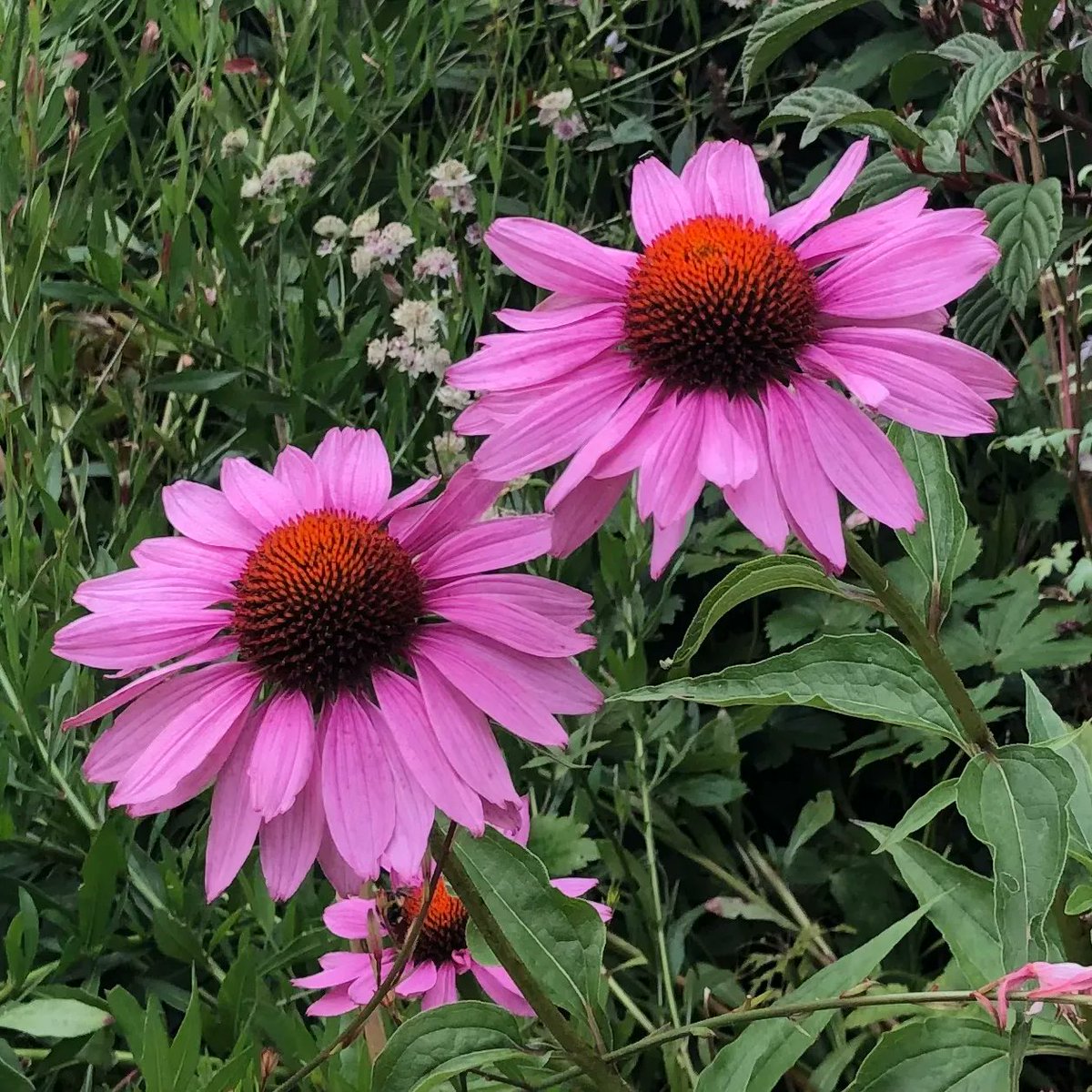 Somehow managed to completely miss World Naked Gardening Day last weekend... so a week late, and so you don't miss out, here's a photo of my err, echinaceas. 
You're welcome.
#echinacea #daisies #worldnakedgardeningday #gardening #gardener #oxted #limpsfield #Surrey